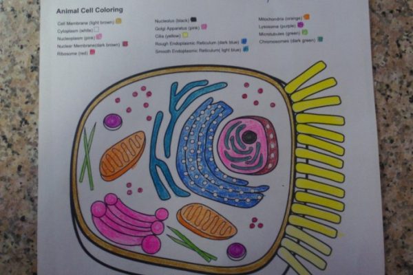 Animal cell coloring worksheet answer key