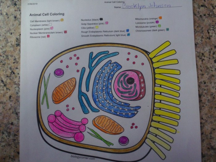 Animal cell coloring worksheet answer key