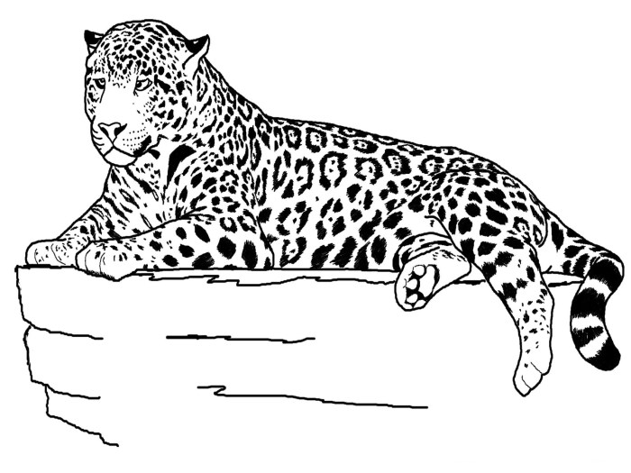 Printable coloring pages animals