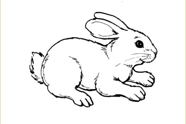 Animal coloring pages free printables