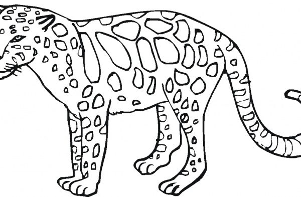 Wildlife animal coloring pages