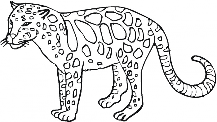 Wildlife animal coloring pages