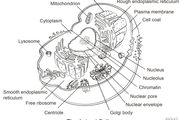 Labeled animal cell coloring