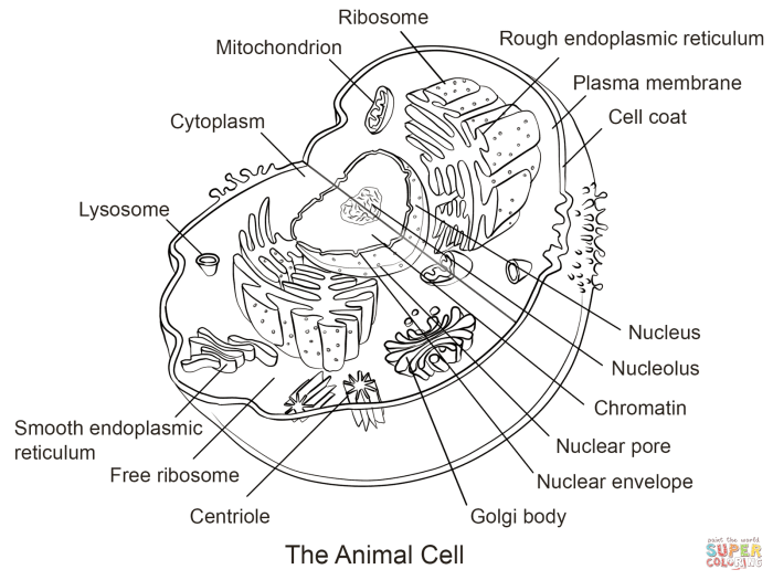 Labeled animal cell coloring