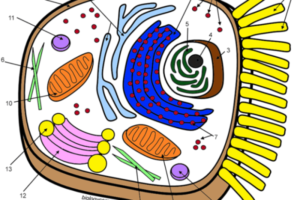 Animal cell coloring page