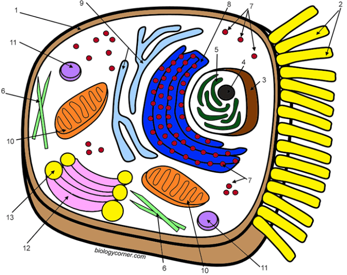 Animal cell coloring page