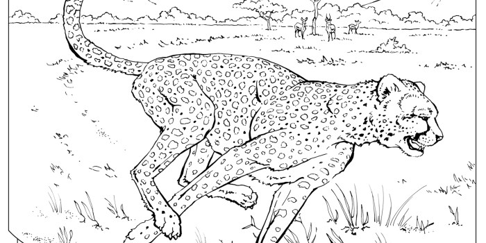 Wildlife animal coloring pages