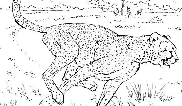 Coloring pages realistic animals