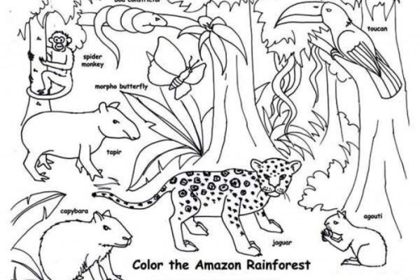 Coloring pages of rainforest animals