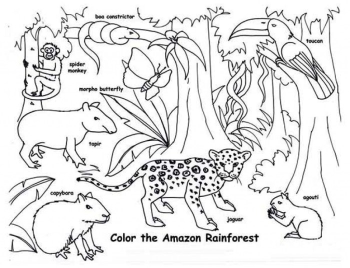 Coloring pages of rainforest animals