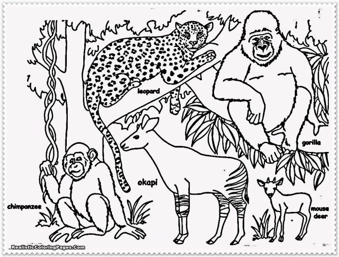 Jungle animal coloring pages